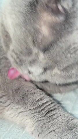 A close-up shot shows a gray cat grooming its paw. The cat's fur is short and dense. The cat's tongue is visible as it licks its paw. The background is blurred, but appears to be a soft surface, possibly a blanket or bed. The lighting is soft and natural.