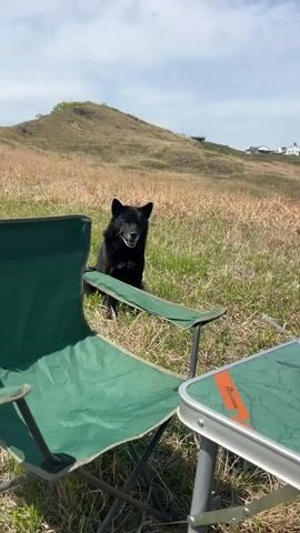A man and a black dog are having a picnic in a grassy field with a hilltop in the background. The camera pans from left to right, showing a green folding chair with the dog seated on it, then focuses on a small folding table. The table is set with an aluminum container of food, a box of chocolate bars, fruit, and a bottle of wine. The man, who is bald and wearing sunglasses, appears to be eating something. The setting suggests a scenic outdoor location with a view of the sea in the distance. The sky is partly cloudy.