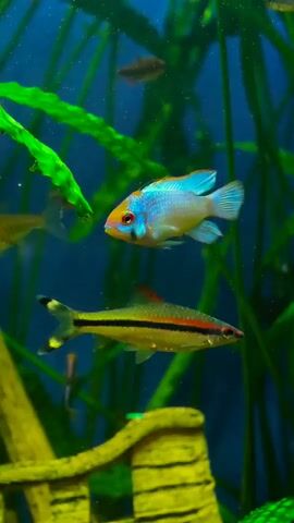 This is a close-up, underwater shot of a freshwater aquarium. In the foreground, a bright blue and orange dwarf cichlid swims to the left, facing the camera. Below and slightly behind it, a slender fish with a red dorsal fin and a yellow stripe runs horizontally across its body swims to the right. Several other small fish, some with dark bodies and red fins, are visible in the background, swimming among lush green aquatic plants and against a deep blue backdrop. A textured, yellow-brown object, possibly a piece of driftwood or a decoration, occupies the lower left corner of the frame. The lighting is soft and diffused, creating a serene underwater atmosphere.