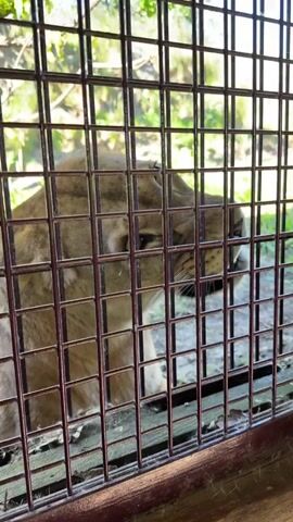 A lion behind a metal cage is visible in a close-up shot. The lion looks around and seems to be grooming itself with its tongue. The background is blurry and shows trees.
