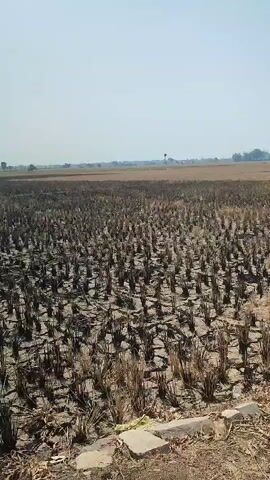 The video shows a dry, harvested field with rows of stubble. The ground is cracked and appears parched. In the background, there are some trees and buildings. A power line runs across the top of the frame, and a utility pole is visible on the right. The sky is clear and blue. A motorcycle's side mirror is visible in the lower right corner, reflecting the sky and some of the field. The video appears to be taken from a moving vehicle, possibly a motorcycle, given the side mirror's presence.