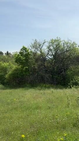 The video shows a meadow with green grass and small white and yellow wildflowers. In the background, there are trees and shrubs, with a few buildings visible in the distance. The sky is blue with a few light clouds. A contrail is visible above. The camera appears to be stationary.