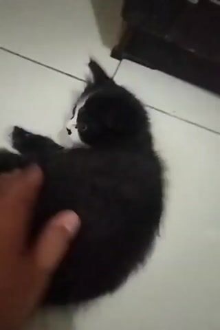 A black and white kitten is playing on a tiled floor. The kitten is lying on its back, kicking its legs and batting at something out of frame. A human hand is visible in the foreground, also interacting with the kitten. The background shows a dark piece of furniture.