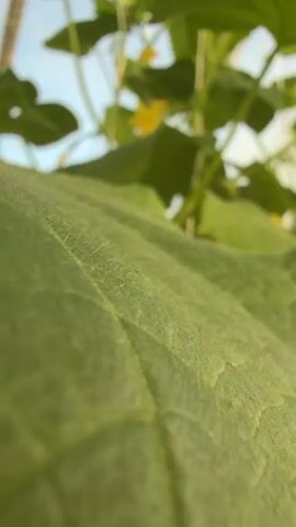 The video shows a close-up view of a cucumber plant growing indoors, likely in a greenhouse. The camera is positioned among the leaves and stems, capturing the intricate details of the plant. Several young cucumbers are visible, some with yellow flowers attached. The leaves are large and green, with a fuzzy texture. The overall impression is one of lush growth and healthy produce.
