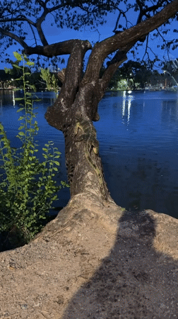 Monitor lizard spotted moving through Bangkok park at dusk