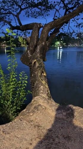 Monitor lizard spotted moving through Bangkok park at dusk