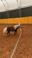 Miniature horse with white mane recorded in Russian arena