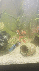 Lazy Saturday at home in Oak Lawn — fish tanks, caps, coffee