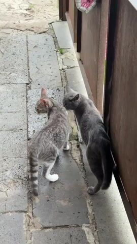 Two domestic cats are visible on a stone pathway next to a brown, corrugated metal fence. The cat on the left is a tabby with gray and white fur. It is facing away from the camera and looking to the left. The cat on the right is a solid gray cat. It is facing the camera and appears to be grooming itself or sniffing the ground. The ground is made of irregularly shaped stone pavers. The fence appears to be part of an outdoor enclosure or structure. The lighting suggests it is daytime.
