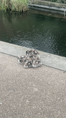 Ducklings spotted along tree-lined London waterway amid spring blossoms