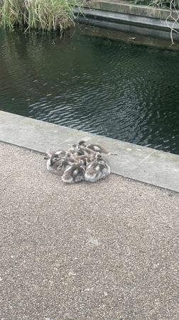 Ducklings spotted along tree-lined London waterway amid spring blossoms