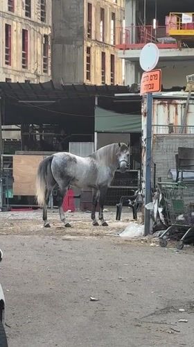 Grey horse with harness spotted on Tel Aviv pavement