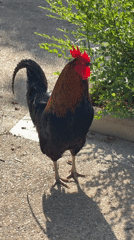 Chickens, flowers, and a checkered flag in Calvià