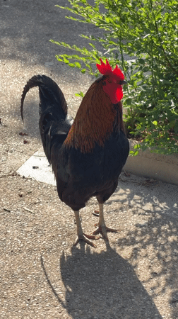 Chickens, flowers, and a checkered flag in Calvià