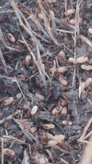 Red ant colony active in disturbed nest on dry ground