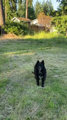 A black dog with white markings on its chest is playing in a grassy yard. The dog is running, jumping, and rolling in the grass. There are trees and a house in the background. The sun is shining, and the weather appears to be warm. The video is shot from a slightly elevated position.