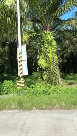 The video shows a view from inside a moving vehicle, likely a tuk-tuk or a similar open-sided motorized vehicle. The vehicle is traveling on a paved road, with lush green vegetation and palm trees lining the sides of the road. Sunlight filters through the palm fronds, creating dappled shadows. The interior of the vehicle is visible, with parts of its structure, a curved window, luggage, and what appears to be a red jerrycan secured on top. The road ahead shows other vehicles in the distance. The overall impression is of a journey through a tropical or subtropical environment.