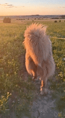 Fluffy brown dog roams a golden-hour field at sunset.