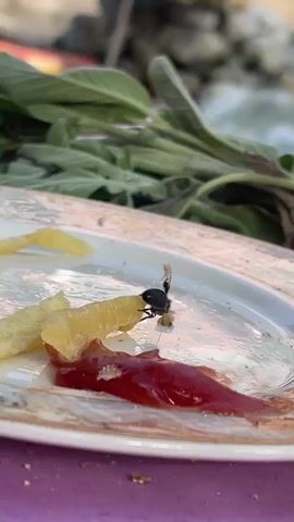 The video shows a black bee or fly on a plate with partially eaten french fries and ketchup. The insect is walking on the fries. The plate is on a pink surface, and there are green leafy plants in the background. The insect appears to be feeding on the remnants of food. The camera zooms in for a closer view of the insect.