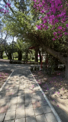 Purple flower petals litter park pathway in Puebla
