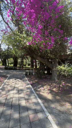 Purple flower petals litter park pathway in Puebla