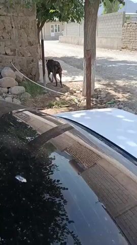 A dark-colored dog stands on a dirt path near a stone wall and a tree. Part of a white car is visible in the foreground, reflecting the surroundings. The background shows a building and a light-colored wall.