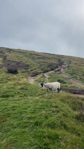 A flock of sheep traverses a grassy, hilly landscape. The terrain is covered in patches of green grass and purple heather, with a dirt path winding up the slope. The sky is overcast with hints of blue. The sheep, predominantly white with black faces and legs, move across the hillside. One sheep, positioned in the foreground, turns to look at the camera before continuing to walk. Another sheep follows closely behind.