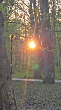 Golden hour wildlife scenes observed in Kaliningrad park