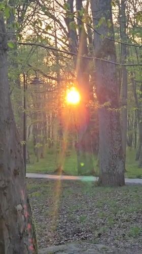 Golden hour wildlife scenes observed in Kaliningrad park