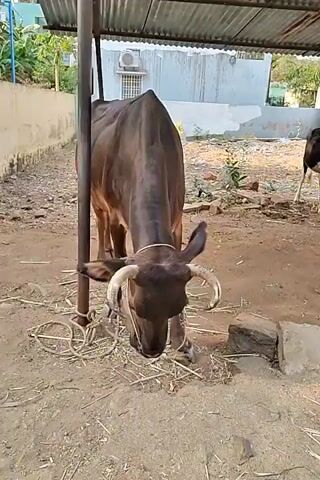 A brown cow is eating hay under a corrugated metal roof. The cow is tied to a metal pole with a rope. The ground is dirt with some patches of grass and scattered rocks. There is a wall in the background and some vegetation. Someone is speaking to the cow, but they are out of frame.