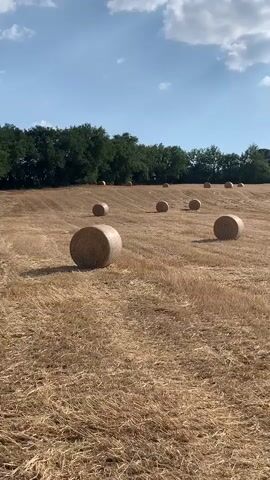 The media file depicts a sun-drenched Tuscan landscape in Castiglione d'Orcia, Italy. The scene is a harvested field, dotted with numerous large, cylindrical hay bales. These bales are scattered across the dry, golden stubble, suggesting the recent completion of agricultural activity.

In the background, a line of lush green trees forms a natural boundary, beyond which a large, rustic building, possibly a villa or farmhouse, is visible atop a gentle hill. The architecture, with its tiled roof and stone facade, is characteristic of Italian countryside estates. The sky above is a vibrant blue, with scattered white clouds drifting lazily, indicating fair weather, likely late morning or early afternoon.

The overall impression is one of rural tranquility and abundance, a typical scene of Italian agricultural harvest. There are no people visible in the frame, and no text is present. The focus is solely on the natural beauty of the landscape and the evidence of human work in shaping it.