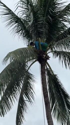 Coconut harvesting by rope on a rainy Ko Samui morning