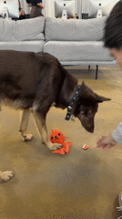 Dog interacts with workers in Moscow office