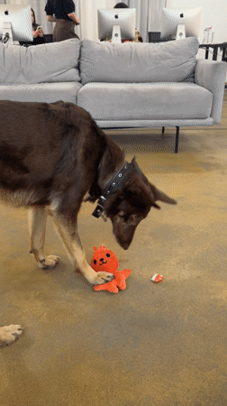 Dog interacts with workers in Moscow office