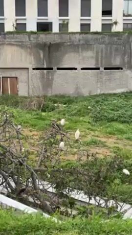 The video shows a small group of white birds perched on the branches of a bare tree. The birds are stationary, and the camera zooms in slightly to provide a closer view of them. The tree is in a grassy area, with a concrete wall and a building visible in the background. The weather appears to be cloudy or overcast, and there is a sound of wind present.