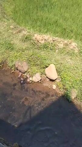 The video shows a narrow body of water with rocks along the edge. Beyond the water and rocks is a grassy area, and further beyond that is a large field of green rice stalks. The sky is bright, suggesting daytime. The camera is moving slightly, as if being held by someone walking or standing near the water. There are no people visible in the frame, but a shadow that appears to be a person's leg is visible at the bottom of the frame.