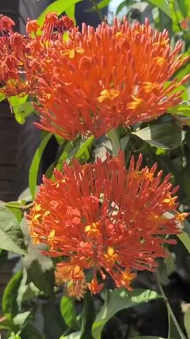 A close-up shot shows two bright orange flowers. The flowers are made up of many small, star-shaped petals. The flowers are surrounded by green leaves and sunlight filters through the leaves. A brown, weathered wooden fence is visible in the background. The video appears to be filmed outdoors during the day.