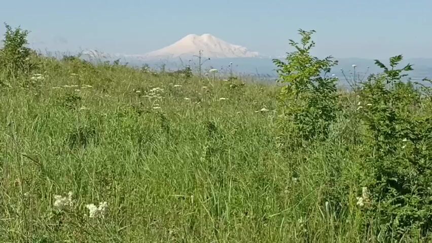 The video shows a view of a distant snow-capped mountain under a clear blue sky. The foreground is a green grassy hill with various plants and some trees. The mountain is hazy and appears to be a volcano. The camera is stationary.