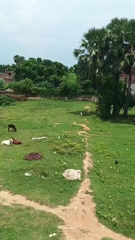 A long shot shows a grassy field with some scattered debris. In the left half of the frame, a black goat stands over two resting goats, one white and one brown. In the center of the frame, a narrow dirt path winds through the grass. In the background, a dense line of trees runs horizontally across the frame. To the right of the path, a cluster of palm trees stands tall. The sky above is overcast.