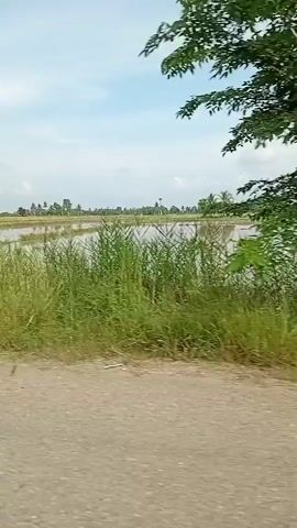 The video captures a landscape scene from a moving vehicle. The foreground shows a dirt road. Beyond the road are fields with shallow water, possibly rice paddies, with green grass and reeds growing along the edges. In the distance, there are trees, some appearing to be palm trees, and a water tower. The sky is partly cloudy with a light blue hue. The video appears to be shot during daylight hours. There are no visible people or specific actions depicted.
