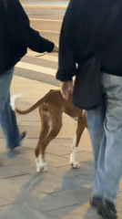 Evening dog walk and urban scenes documented in Moscow