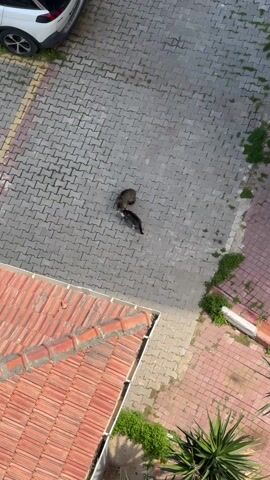 From an elevated angle, the video shows two cats on a paved area made of gray bricks. One cat has brown fur and the other is black. The cats are close together, seemingly interacting. To the left of the cats, a white car is partially visible. To the bottom and right, there's an area with red bricks and green vegetation. Above this area is a roof with orange tiles. Additional patches of green vegetation are scattered on the pavement.