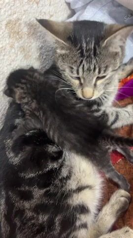A kitten is licking another, much larger kitten's back. The two kittens are lying down on a soft surface, possibly a blanket. The larger kitten has tabby markings and is mostly visible. The smaller kitten is dark-colored with faint tabby stripes and is positioned on the larger kitten's back, with its head near the larger kitten's neck. The background is blurry and appears to be indoors, with a textured surface and a folded piece of fabric visible.
