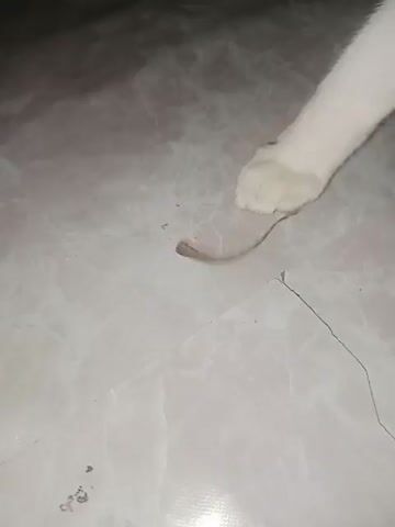 A white cat is seen from a top-down perspective, its head lowered towards the floor. The cat's paw is visible, resting near a small, brown, segmented object on a tiled surface. The object appears to be a dead insect or a piece of debris. The cat's face is partially obscured as it investigates the object. The lighting is dim, creating shadows on the floor.