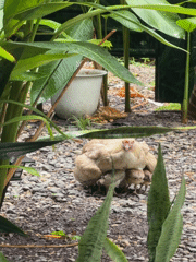 Garden animals spotted in General Luna Philippines early morning