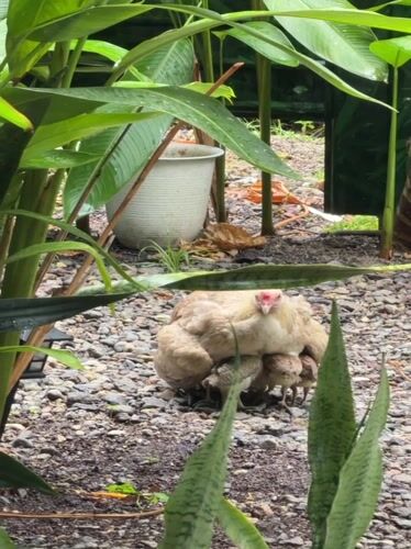 Garden animals spotted in General Luna Philippines early morning