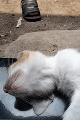 Cats napping and playing at a home in Air Hitam