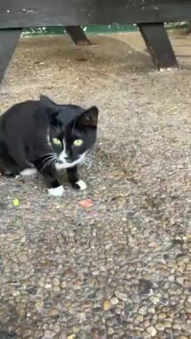 The video shows a black and white tuxedo cat standing on a gravelly surface. The cat licks its lips, looks at the camera, and then approaches a person. The person reaches down to pet the cat. A table leg is visible in the background.
