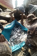 Indonesian fishermen haul large catch during coastal net fishing operation