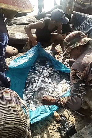 Indonesian fishermen haul large catch during coastal net fishing operation